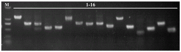 Panax notoginseng transcription factor gene PnMYB1 and application thereof