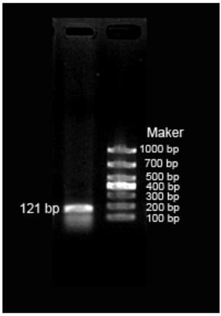 Pharaoh cuttlefish neuropeptide sCAP and application thereof