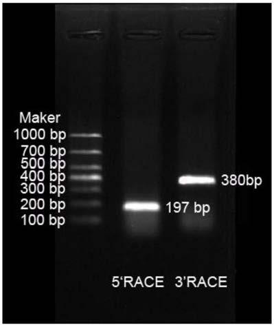 Pharaoh cuttlefish neuropeptide sCAP and application thereof