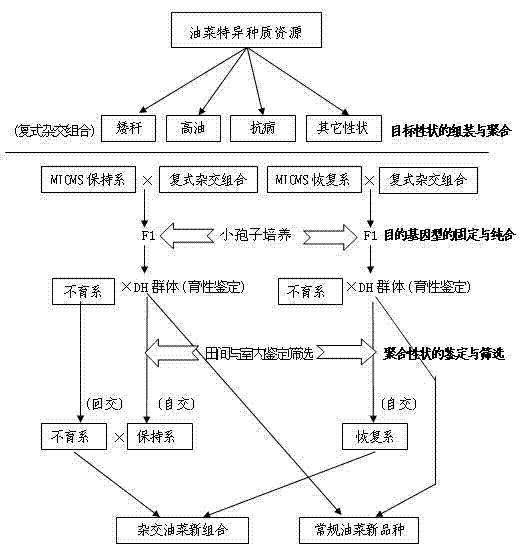 Rapid multi-target property polymerization breeding method for rape