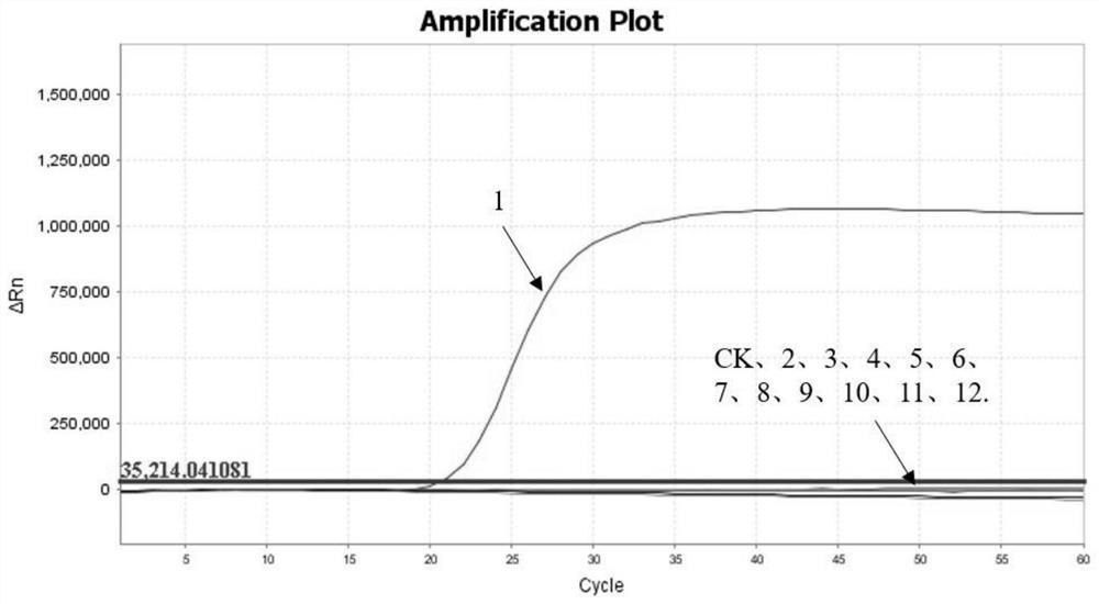 Real-time fluorescent quantitative LAMP primer group for detecting purple leaf curl disease phytoplasma of sisal hemp and application thereof