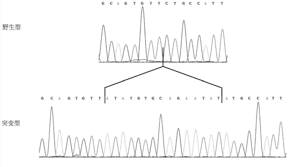 Kit for detecting 15bp insertion mutation in ninth exon of bovine coagulation factor XI gene