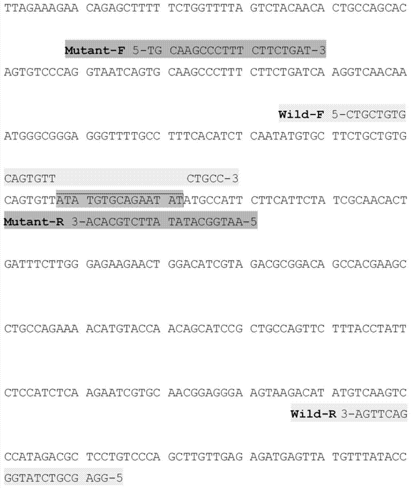 Kit for detecting 15bp insertion mutation in ninth exon of bovine coagulation factor XI gene