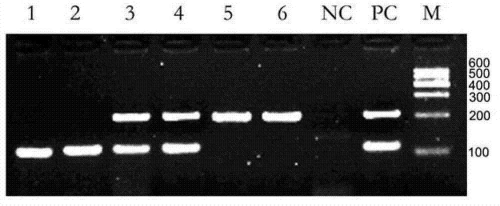 Kit for detecting 15bp insertion mutation in ninth exon of bovine coagulation factor XI gene