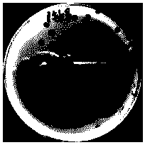 Novel vibrio parahaemolyticus phage as well as composition, preparation method and application thereof