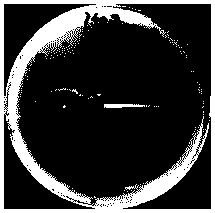 Novel vibrio parahaemolyticus phage as well as composition, preparation method and application thereof