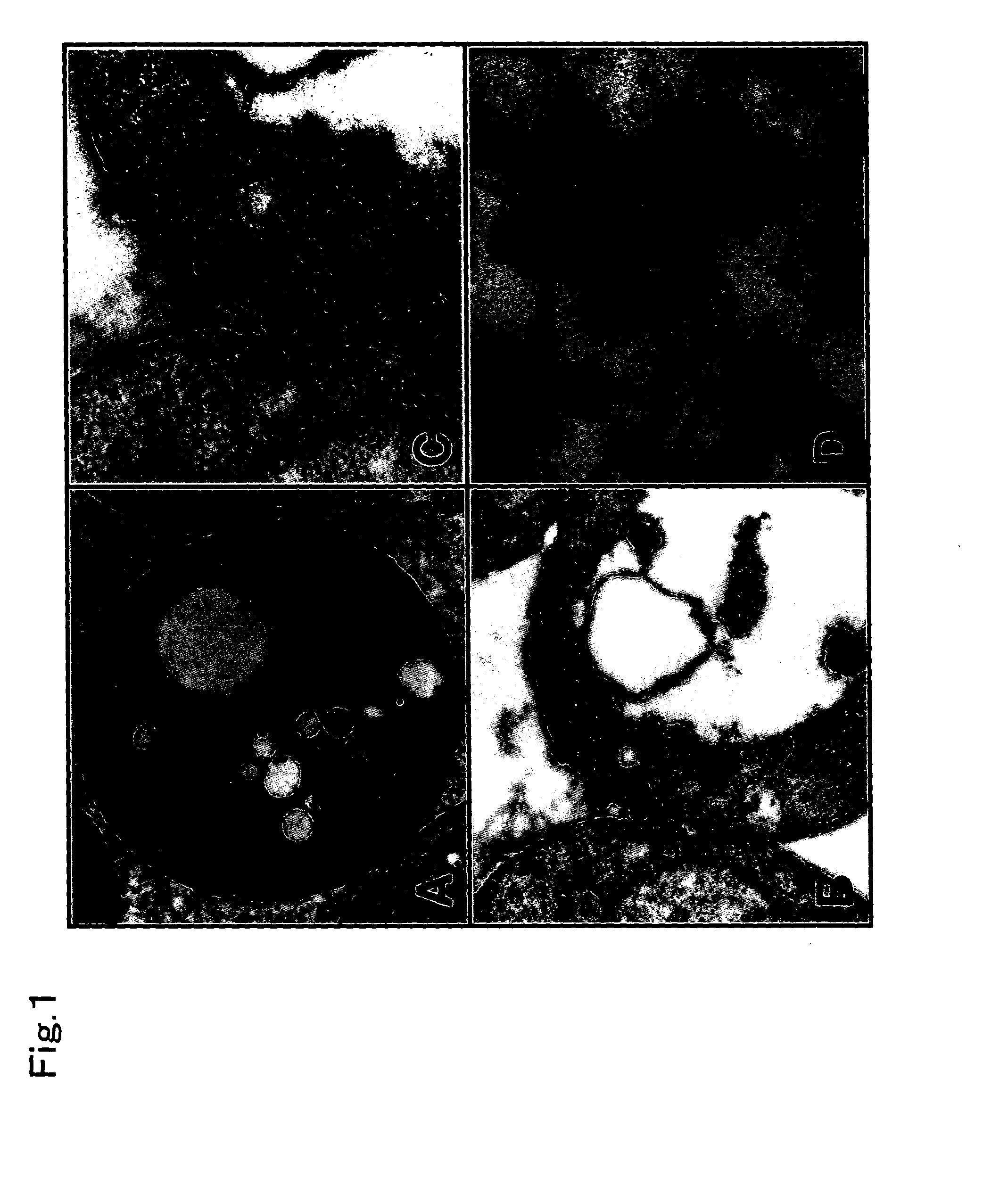 Virus-like micrograins and process for producing the same