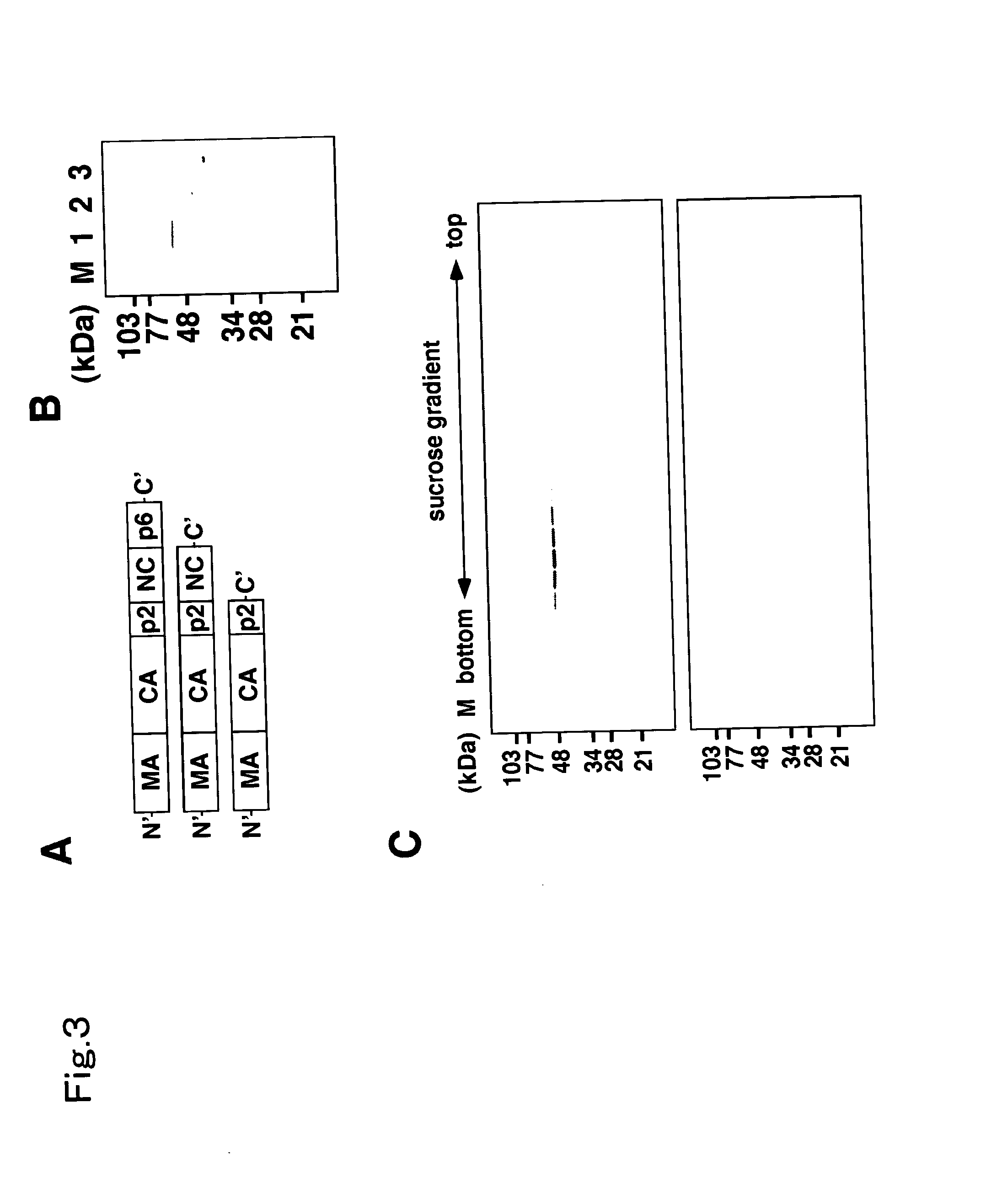 Virus-like micrograins and process for producing the same