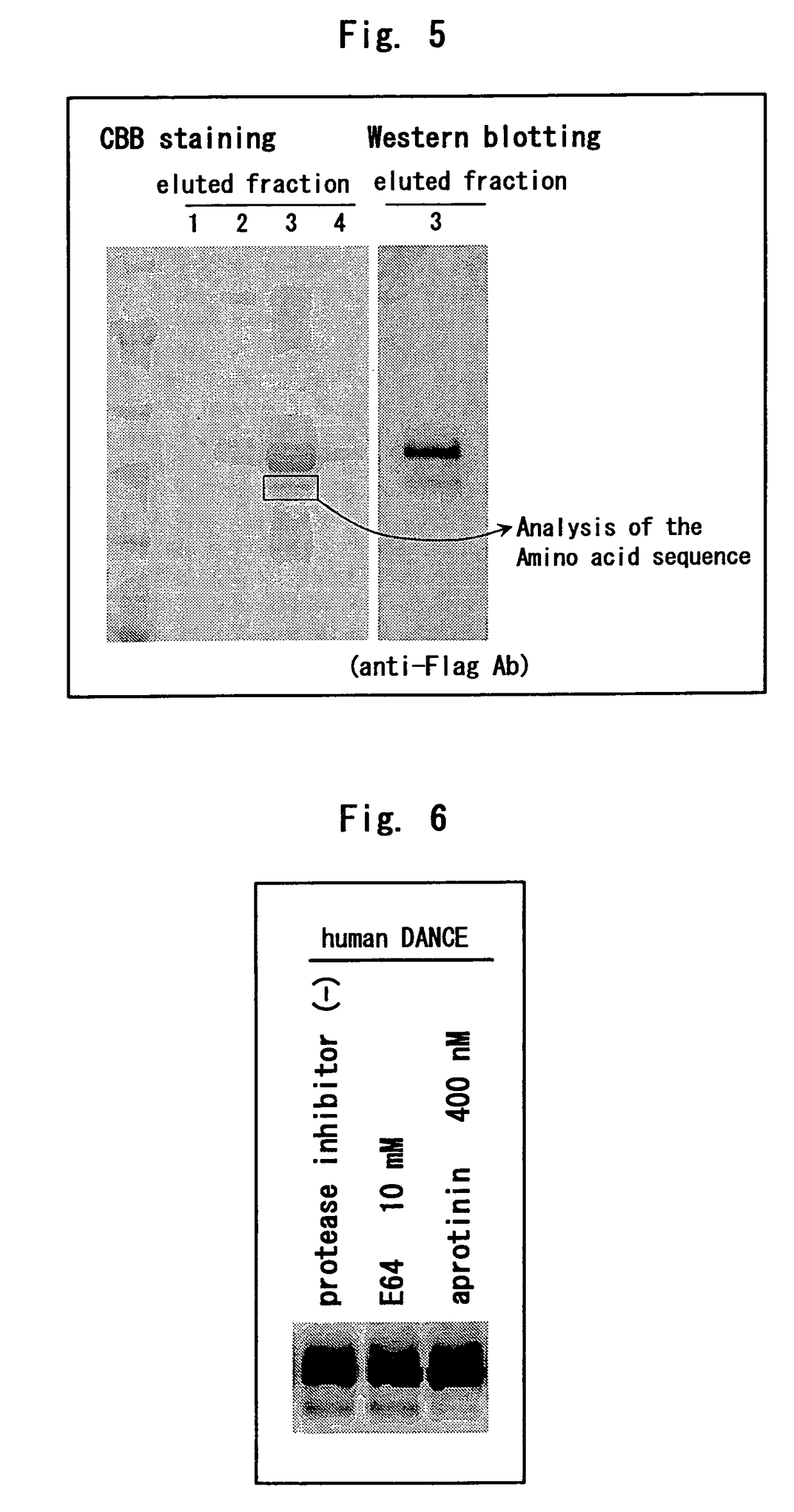 Truncated DANCE, DANCE complex and method of using these