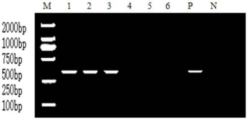 Method for establishing PK-PD synchronous model of tilmicosin to lawsonia intracellularis of pigs