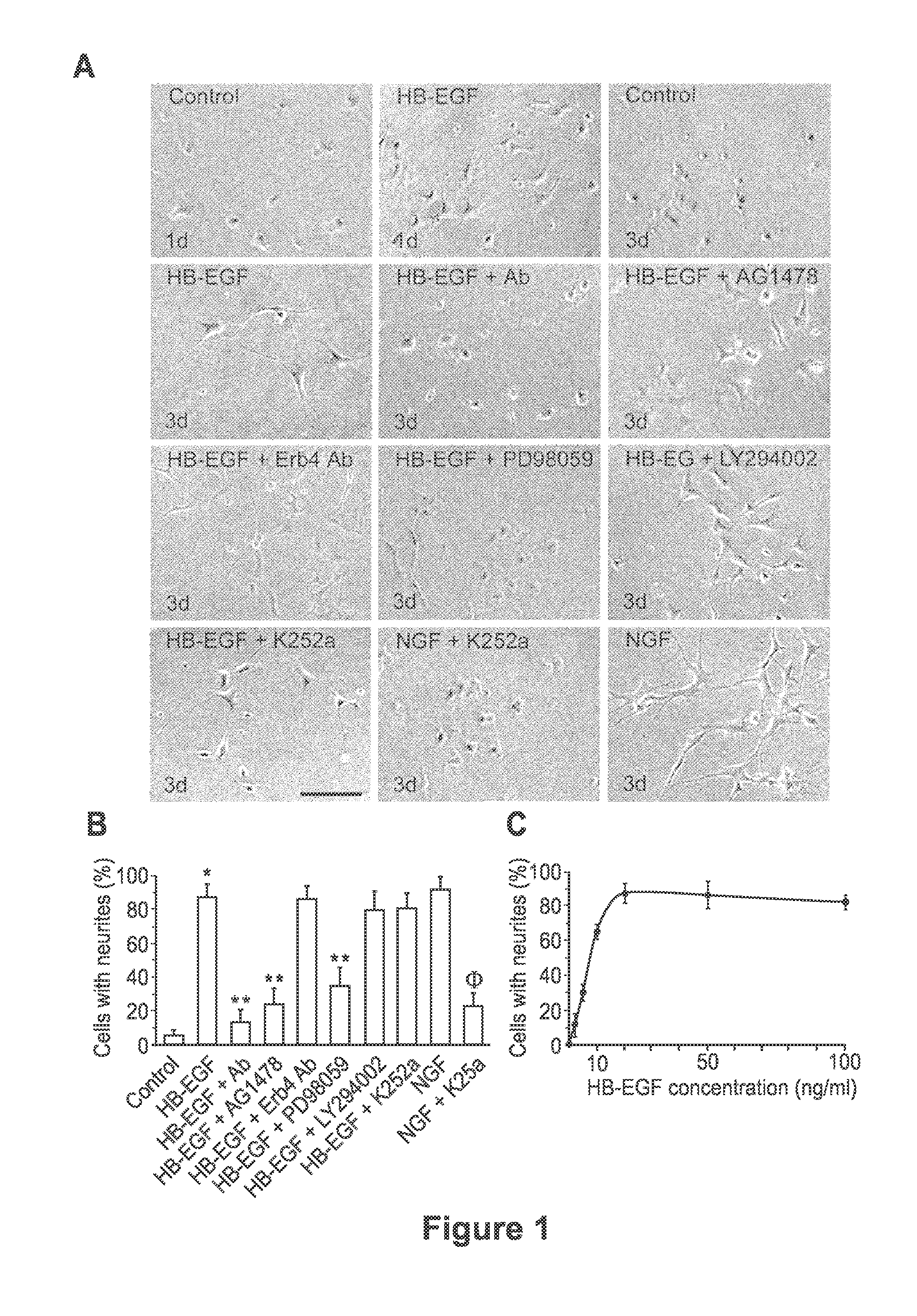 Administration Of Heparin Binding Epidermal Growth Factor For The Protection Of Enteric Neurons