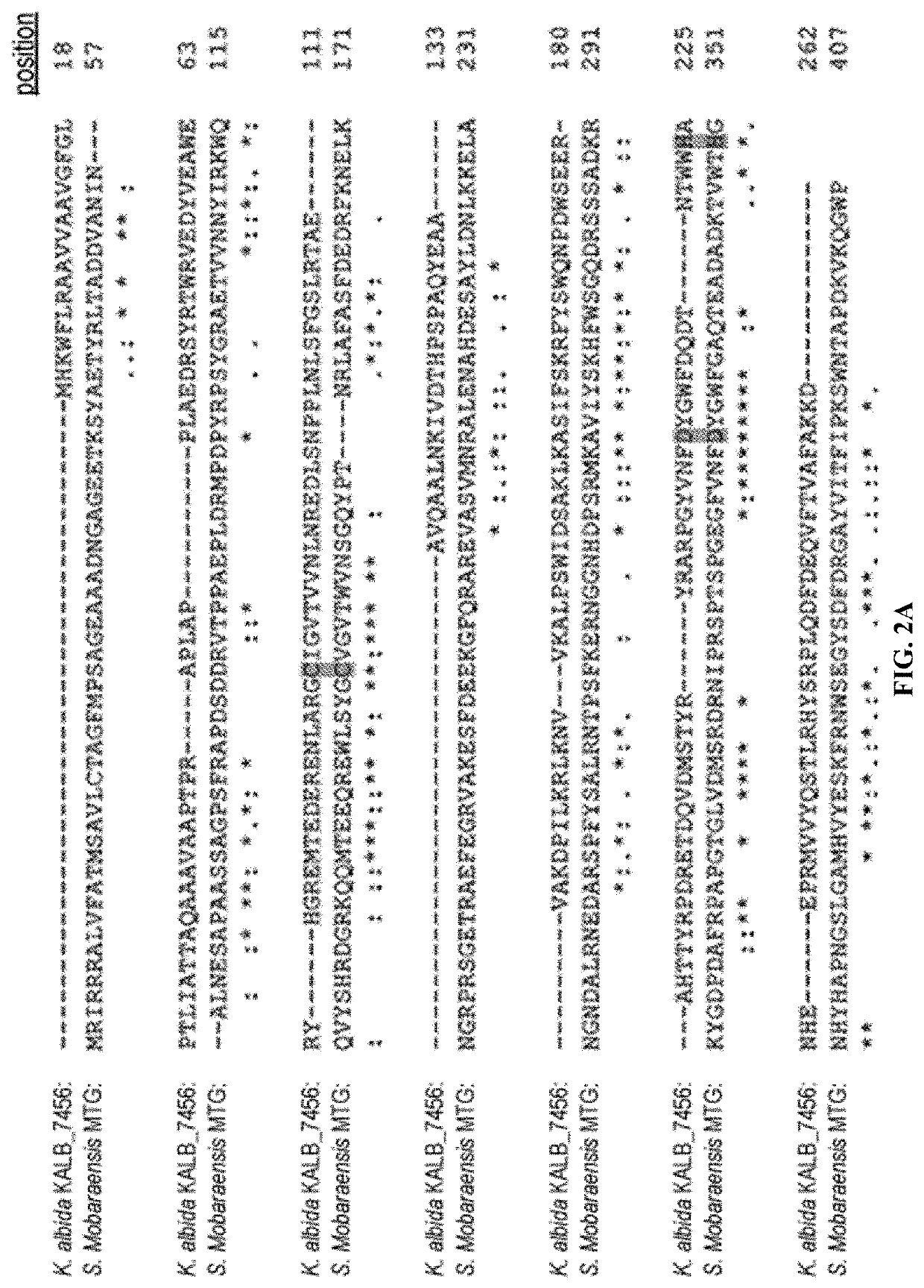 System and method for identification and characterization of transglutaminase species