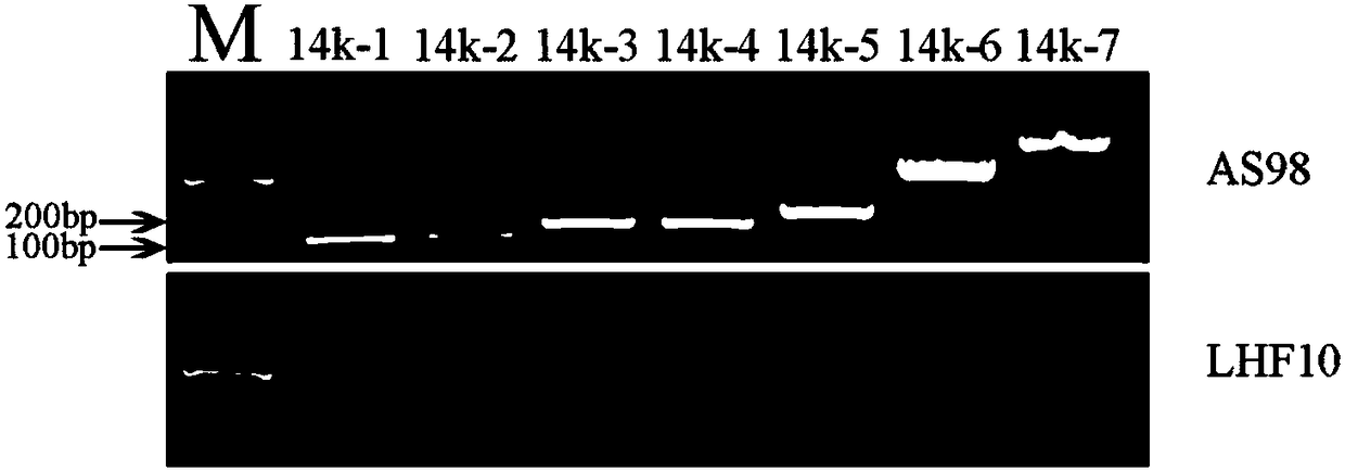 Molecular marker closely linked to dwarfing traits of upland cotton AS98 and application