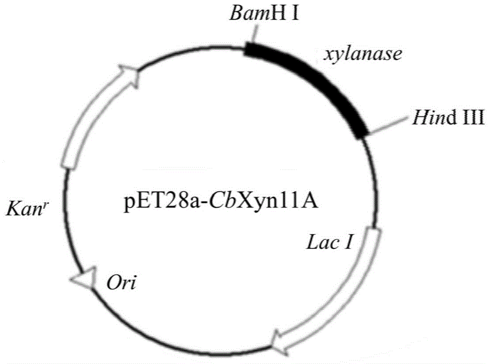 Genetic engineering xylanase and preparation and application of genetic engineering xylanase