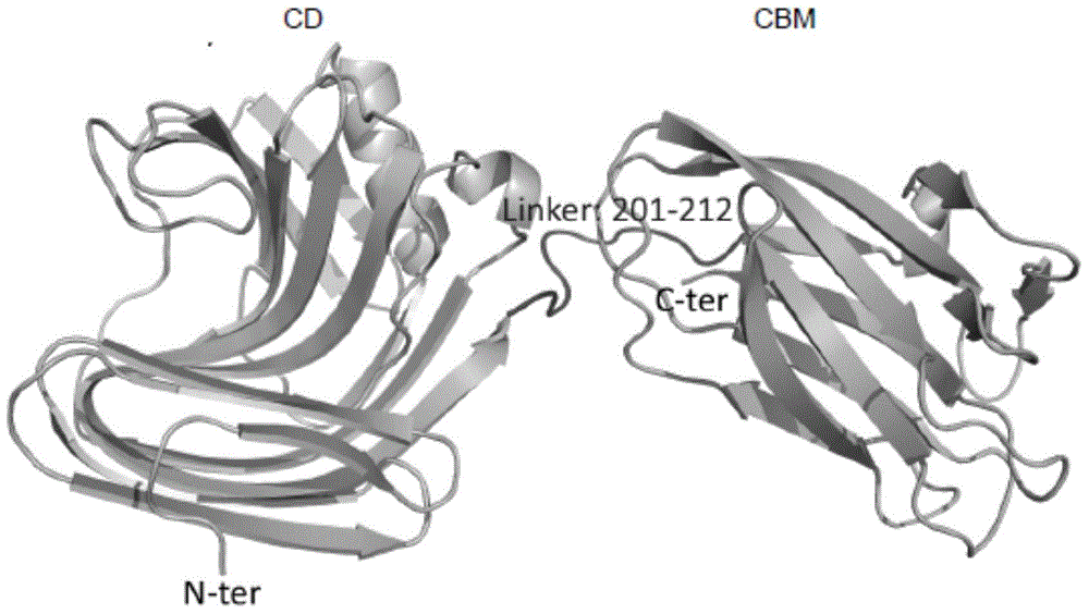 Genetic engineering xylanase and preparation and application of genetic engineering xylanase