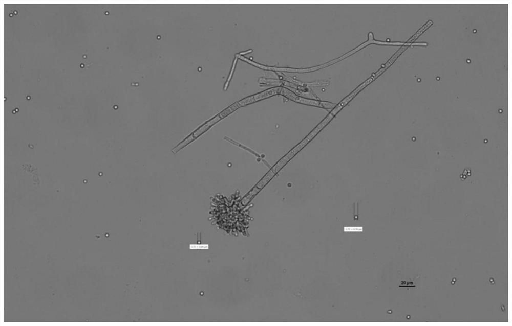 A Buried Aspergillus and its Application