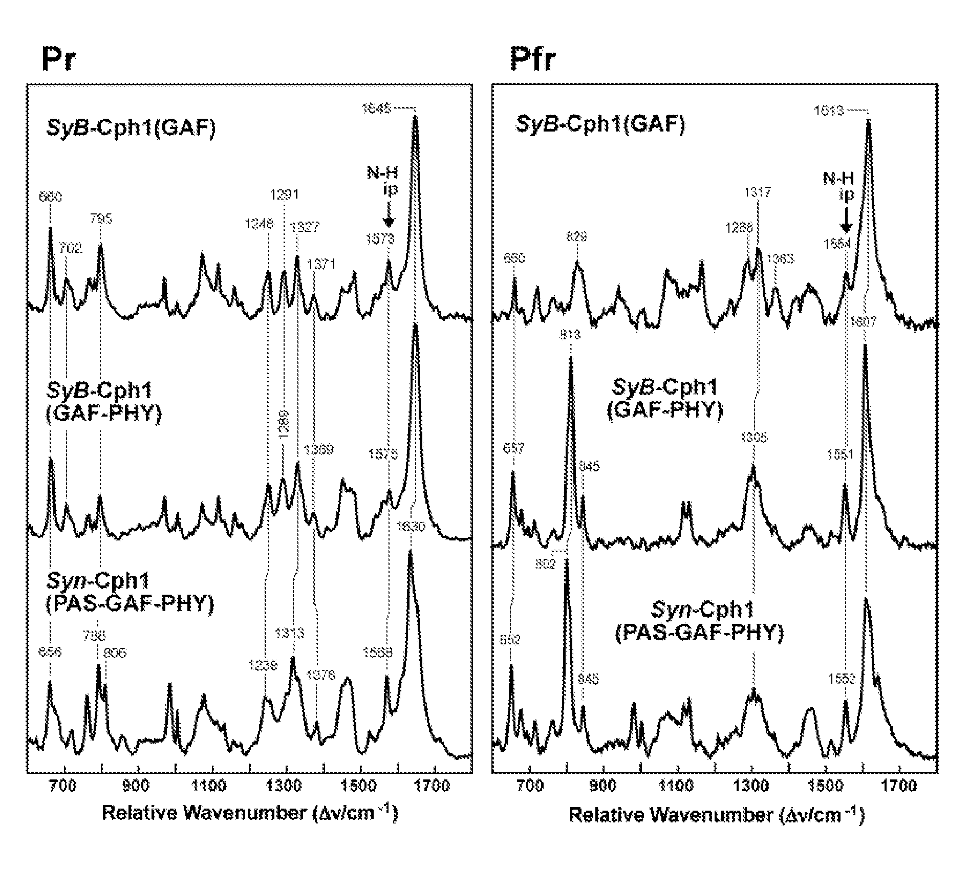 Phytochrome-based fluorophores