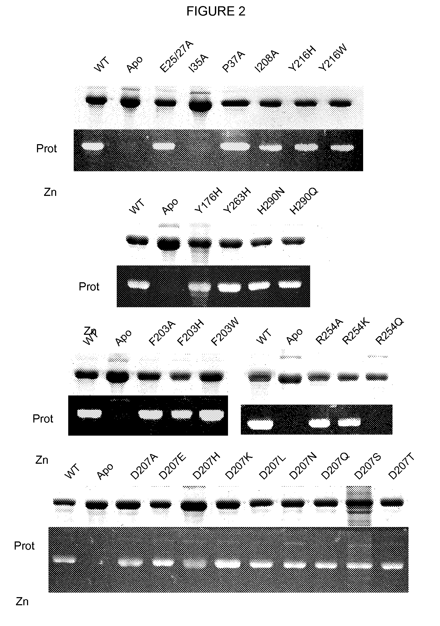 Phytochrome-based fluorophores