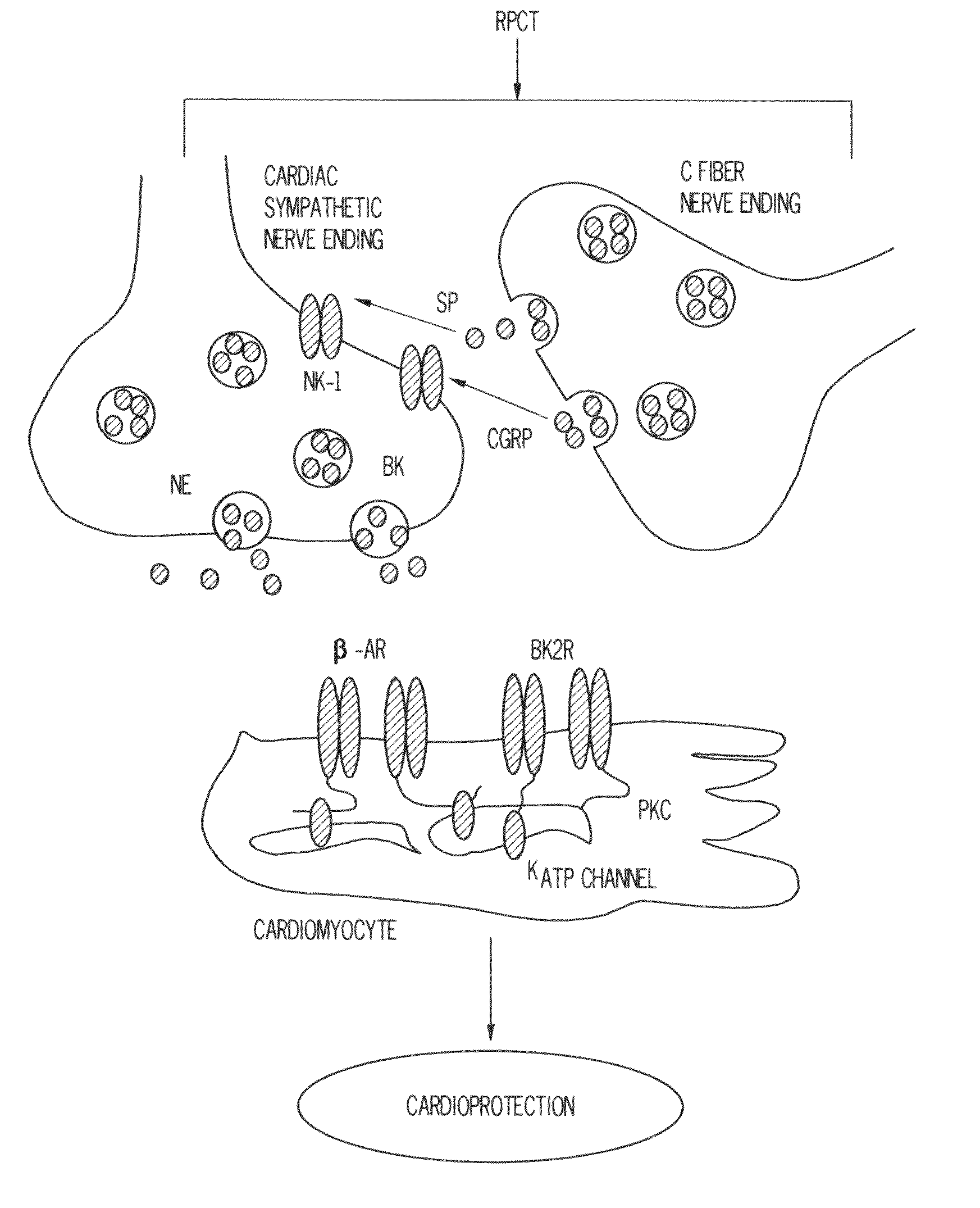 Methods of preventing ischemic injury using peripheral nociceptive stimulation