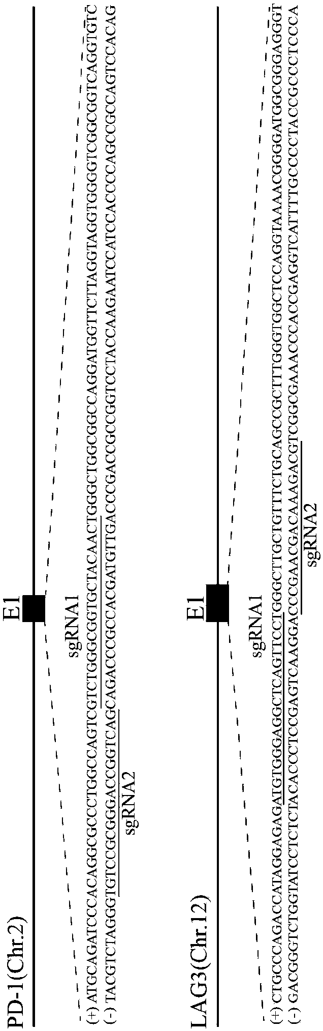 Cas9/RNP knockout T cell PD-1 and LAG3 genes and preparation method of CAR-T cells