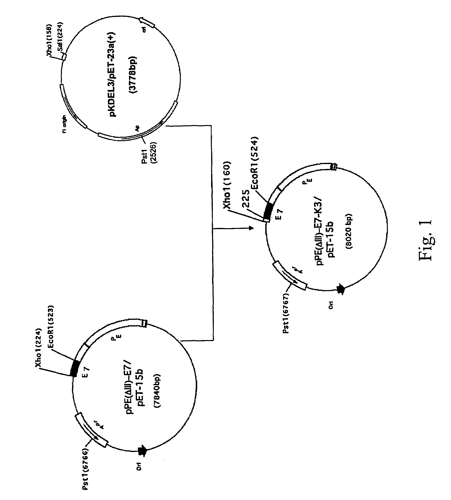 Fusion protein for inhibiting cervical cancer