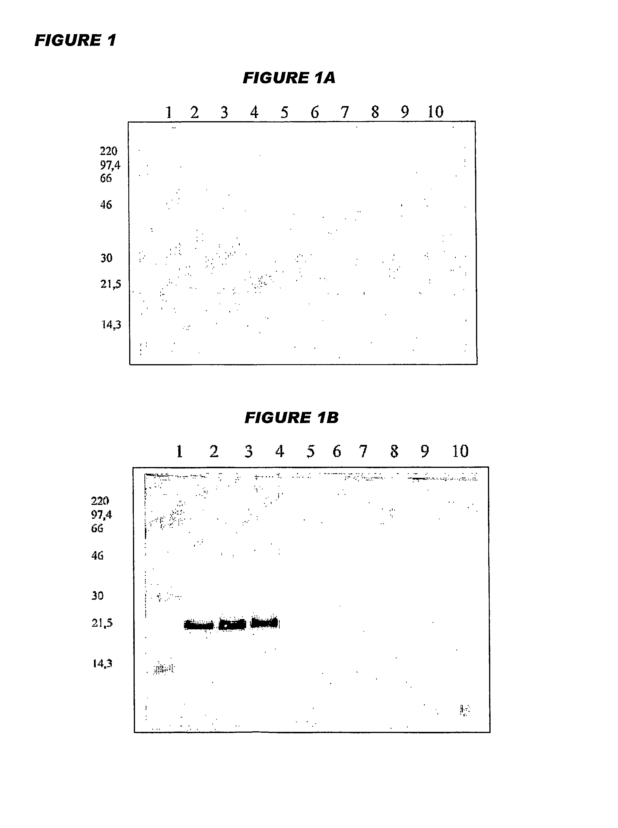 Combination vaccines with whole cell pertussis antigen