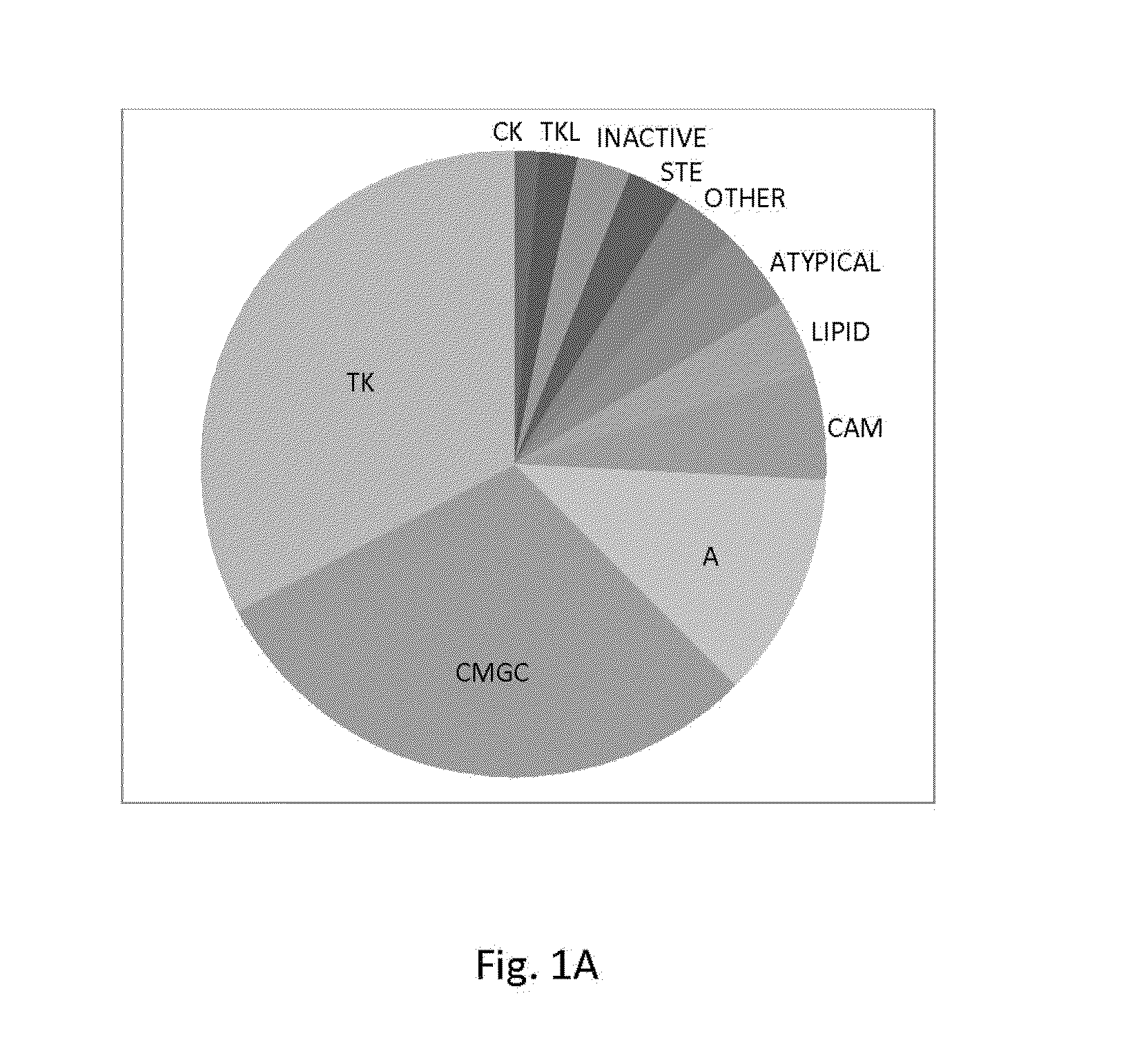 Inhibition of activated cdc42-associated kinase 1