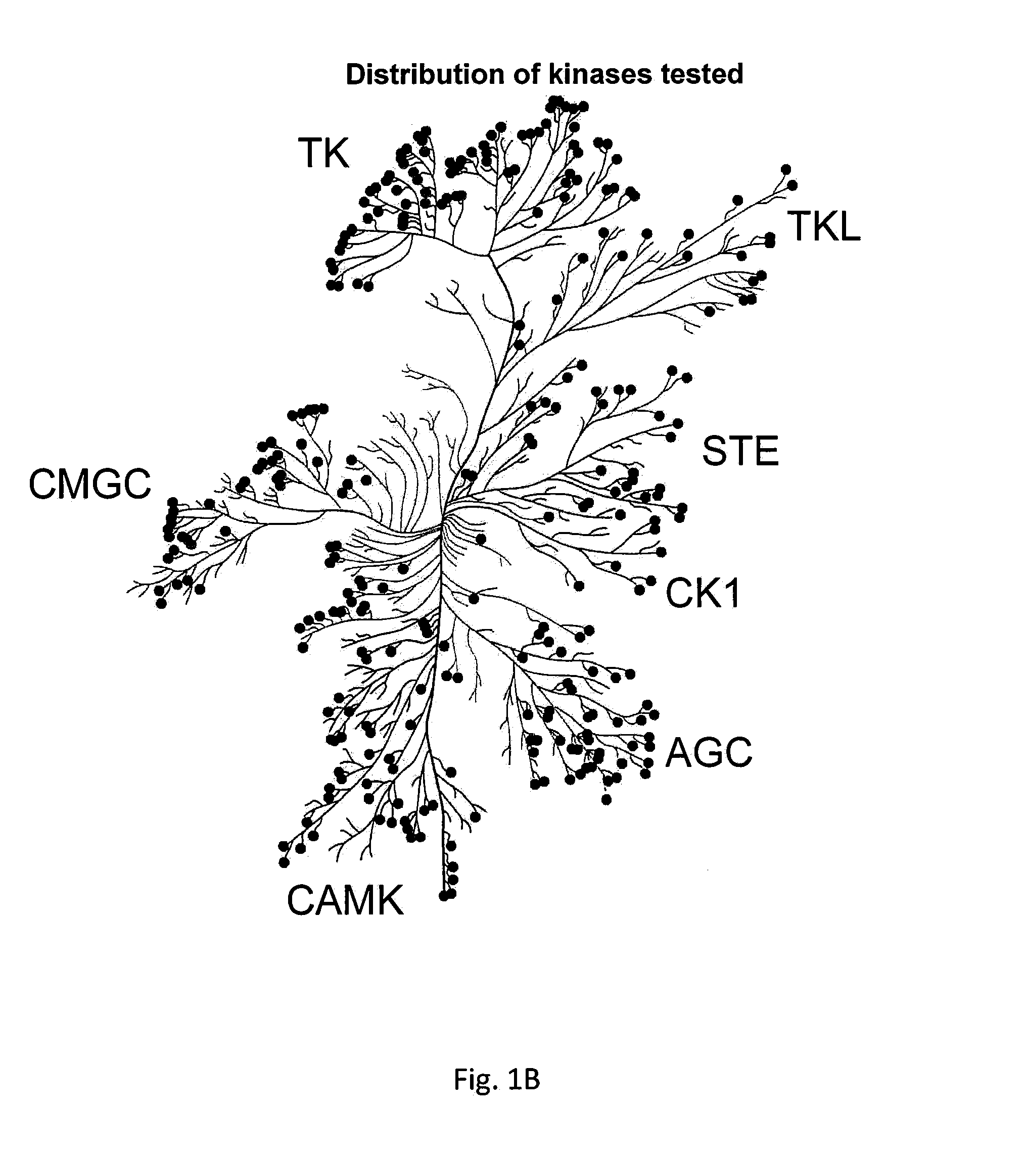 Inhibition of activated cdc42-associated kinase 1