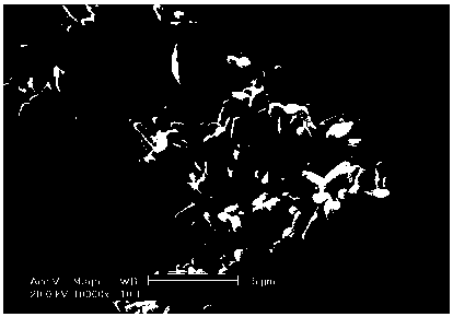 Application of Providencia sp. 2D in Remediation of Dibutyl Phthalate Contaminated Soil