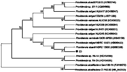 Application of Providencia sp. 2D in Remediation of Dibutyl Phthalate Contaminated Soil