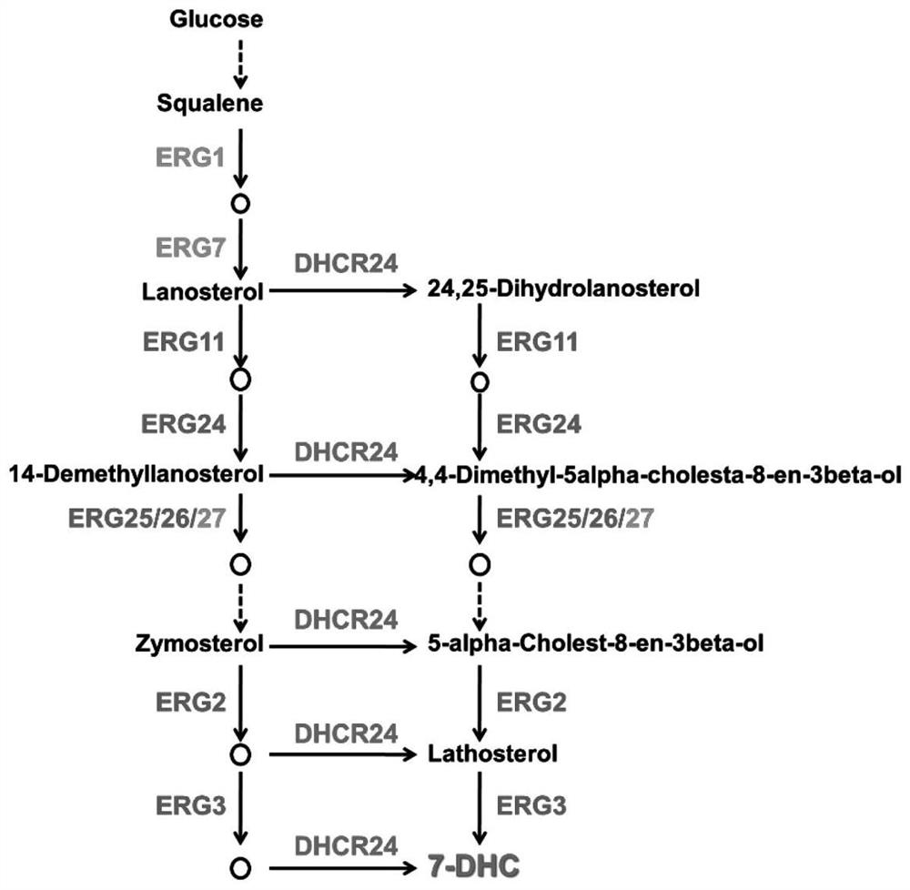 Recombinant saccharomyces cerevisiaes for producing 7-dehydrocholesterol and construction method thereof