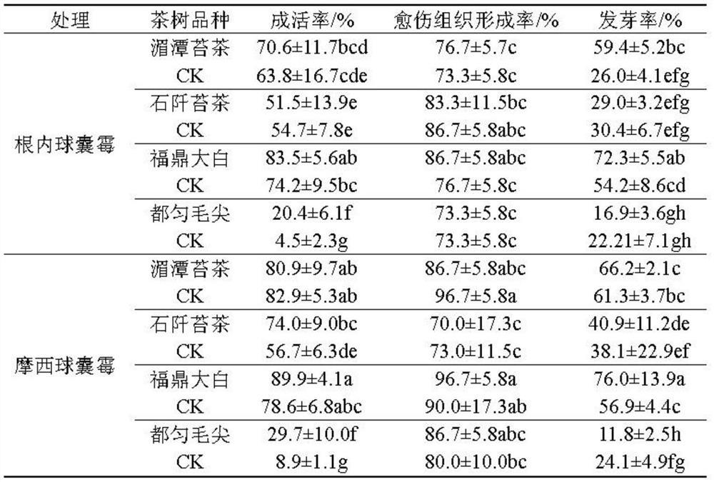 A new method of mycorrhized cutting propagation of tea seedlings