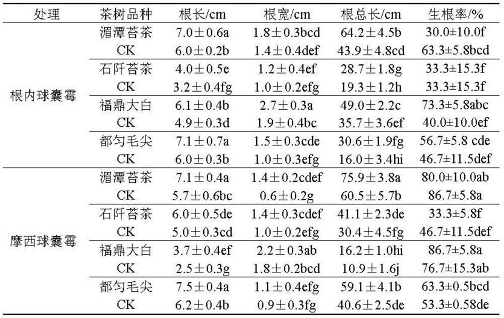 A new method of mycorrhized cutting propagation of tea seedlings