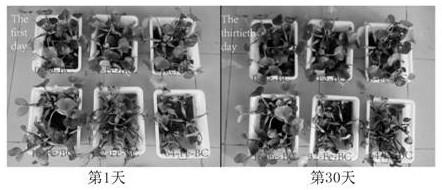 Preparation method of water hyacinth-Fe biochar and application of water hyacinth-Fe biochar