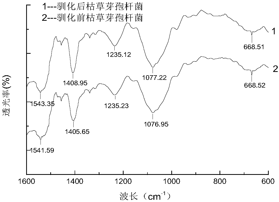 Zinc-rich bacterial strain and application thereof