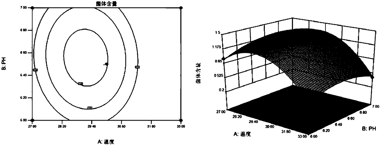 Zinc-rich bacterial strain and application thereof