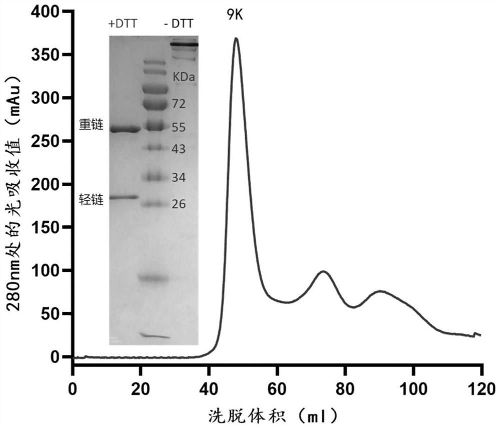 Novel coronavirus, monoclonal antibody of mutant of novel coronavirus and application of monoclonal antibody