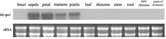 A kind of ginger flower terpenoid floral aroma gene hctps1 and its application