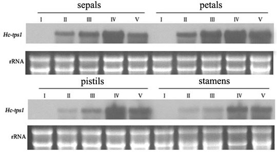 A kind of ginger flower terpenoid floral aroma gene hctps1 and its application