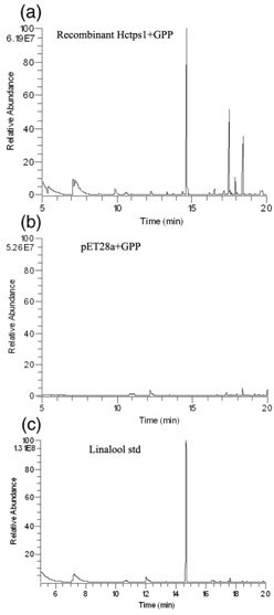 A kind of ginger flower terpenoid floral aroma gene hctps1 and its application