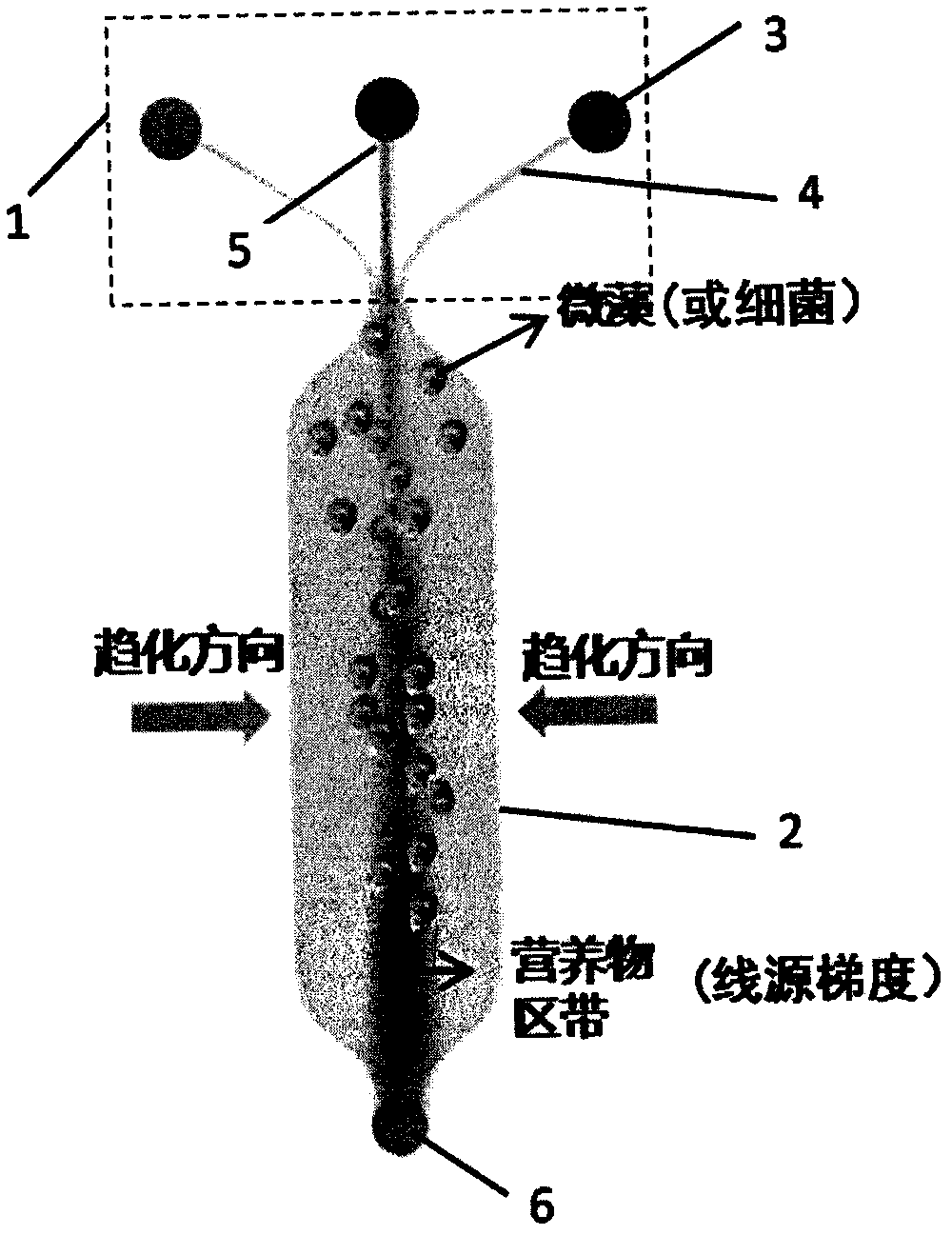 Water eutrophication indication method based on microfluidic chemotactic chip