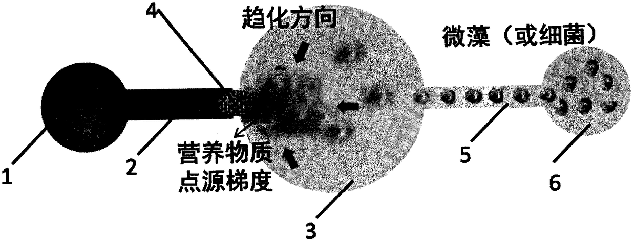 Water eutrophication indication method based on microfluidic chemotactic chip