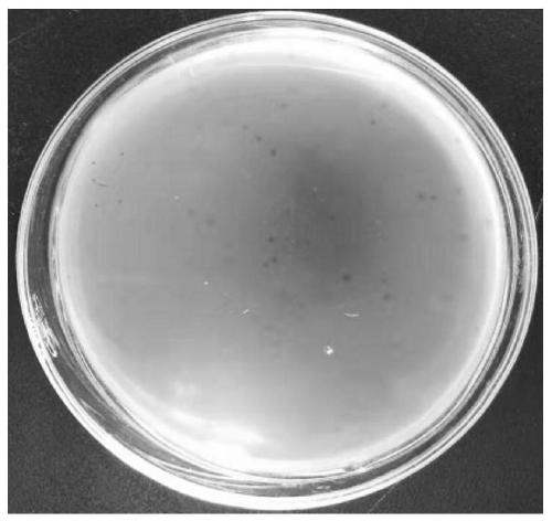 Escherichia coli bacteriophage composition and application thereof