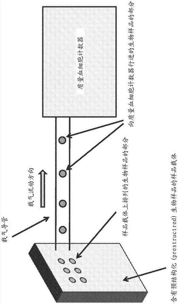 Structured biological samples for analysis by mass cytometry