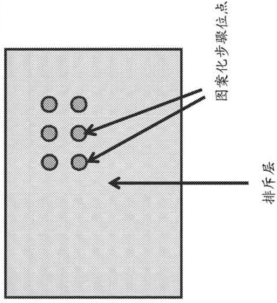 Structured biological samples for analysis by mass cytometry