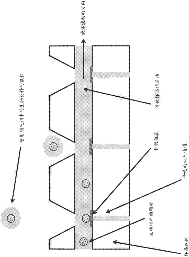 Structured biological samples for analysis by mass cytometry