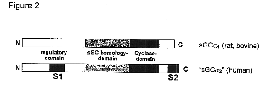 Isolated and purified human soluble guanylyl cyclase α1/β1 (hsgcα1/β1)