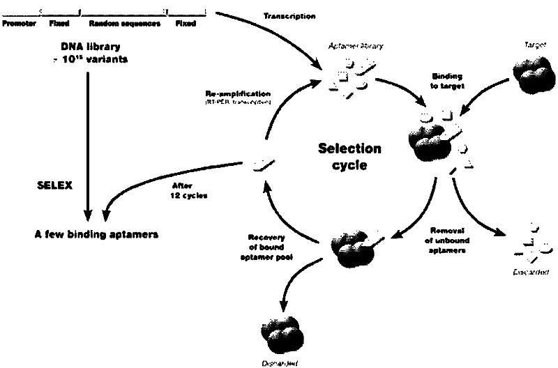 RNA aptamer of targeting hepatocyte and nucleotide sequence thereof