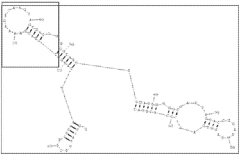 RNA aptamer of targeting hepatocyte and nucleotide sequence thereof