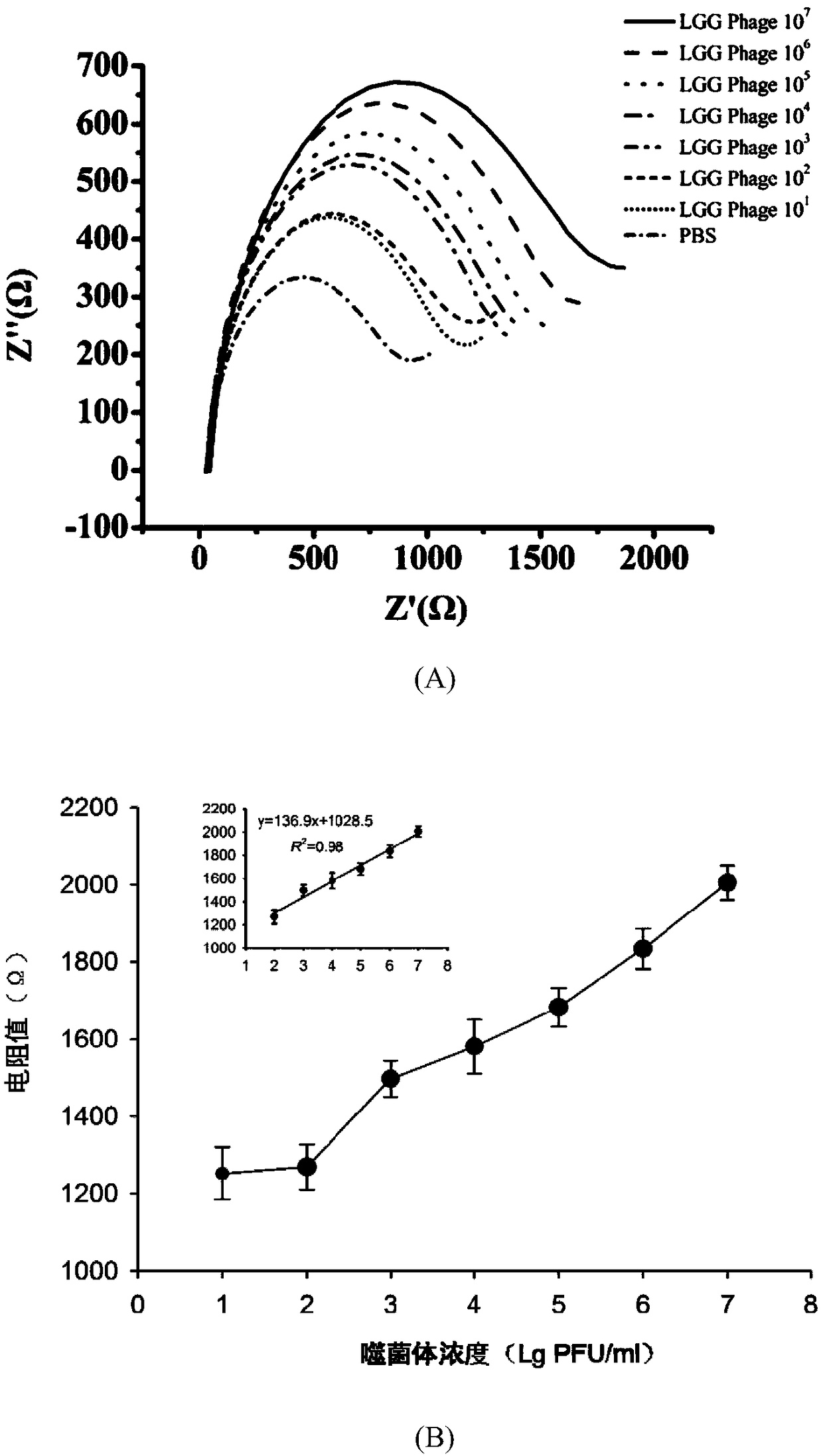 Method for rapidly and quantitatively detecting lactobacillus rhamnosus phages